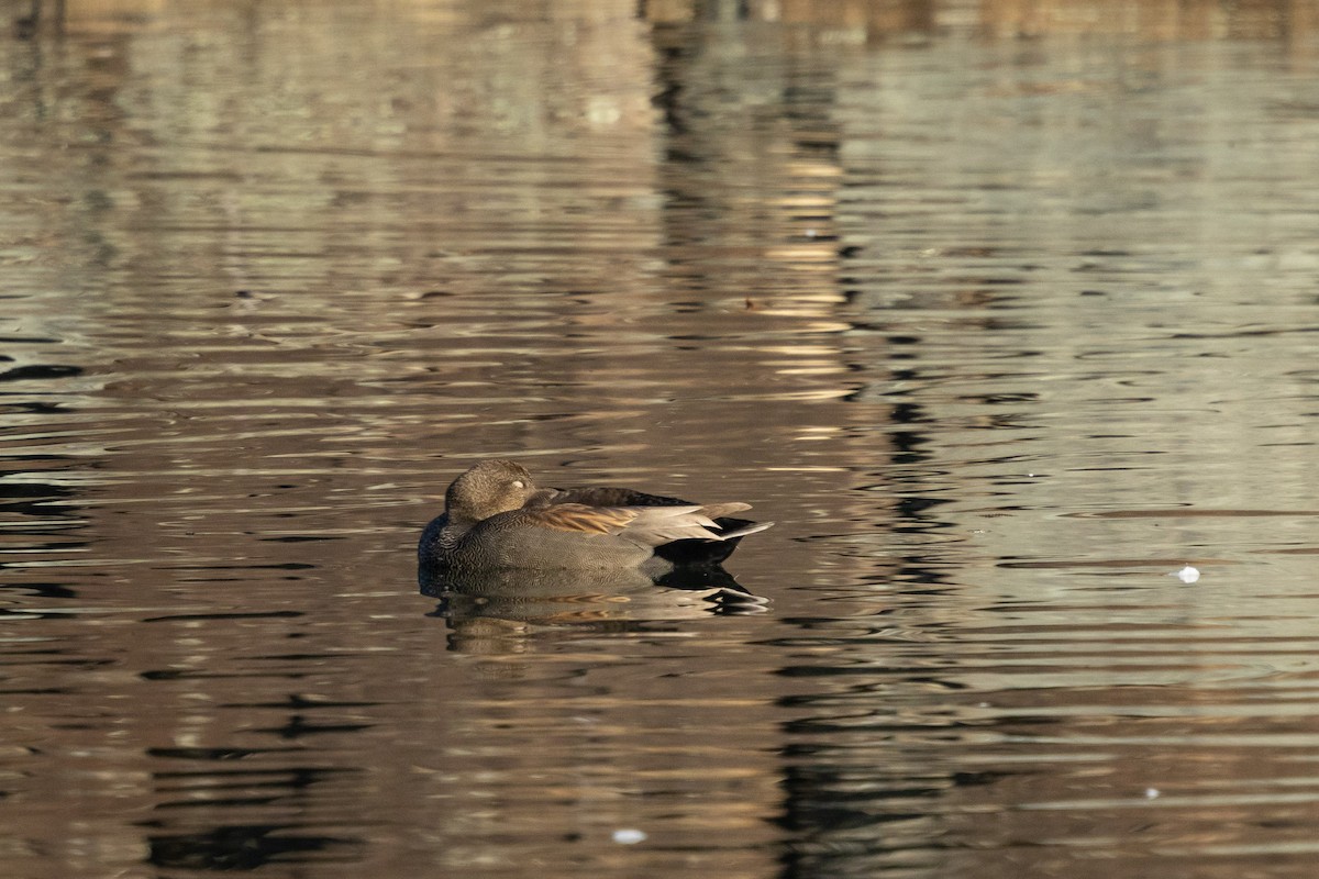 Ipar-ahatea (strepera) - ML647457247