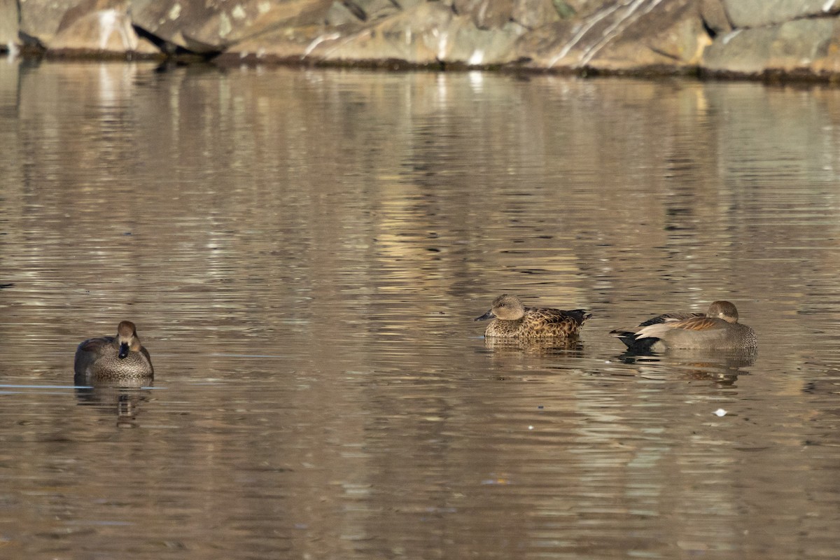 Ipar-ahatea (strepera) - ML647457248