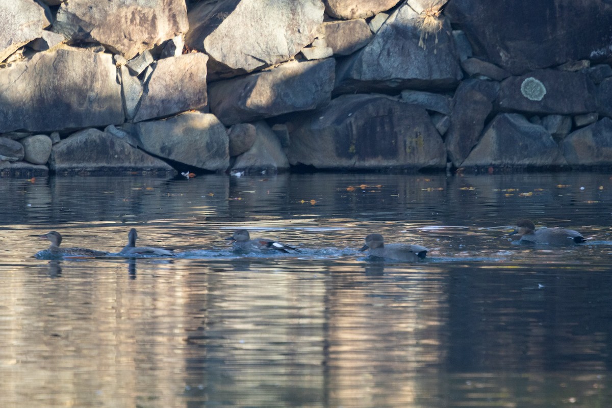 Ipar-ahatea (strepera) - ML647457249