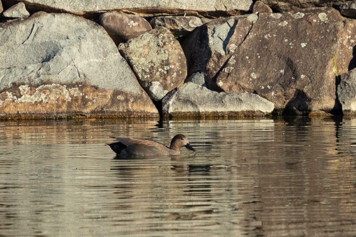 Ipar-ahatea (strepera) - ML647457250