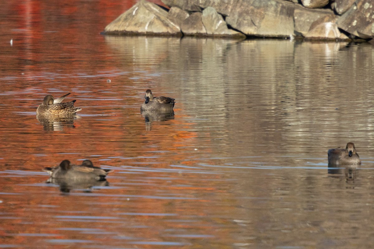 Ipar-ahatea (strepera) - ML647457251