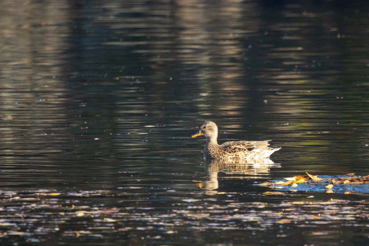 Ipar-ahatea (strepera) - ML647457252