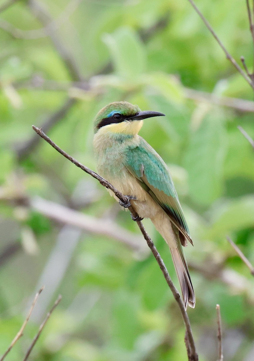 Little Bee-eater - ML647457258