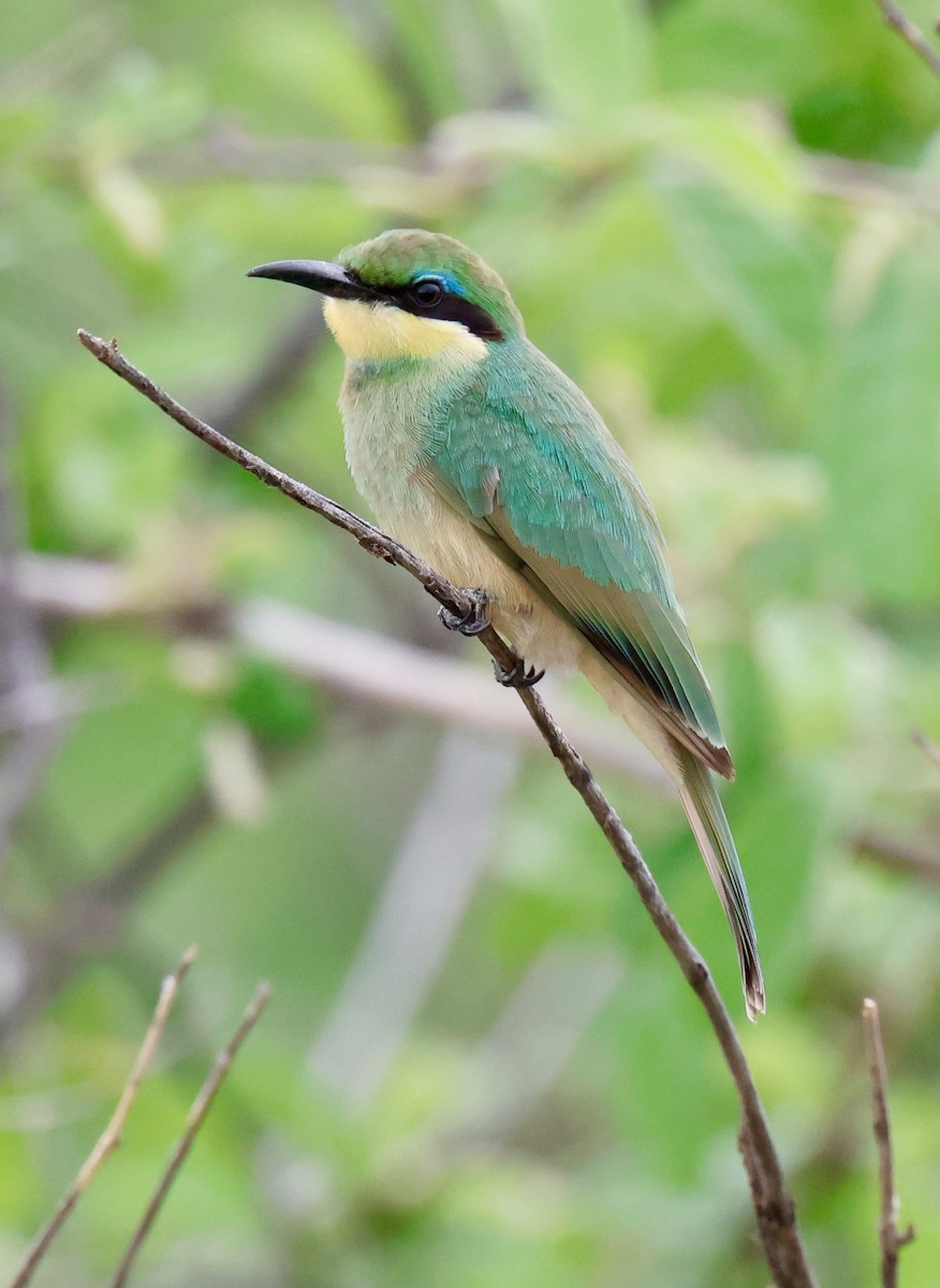 Little Bee-eater - ML647457259