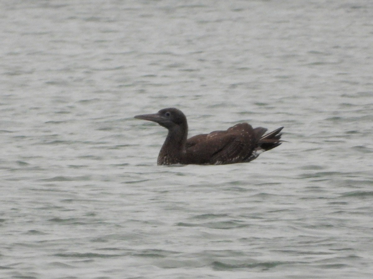 Northern Gannet - ML647457273