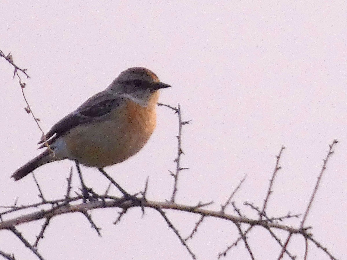 bramborníček sibiřský - ML647457288