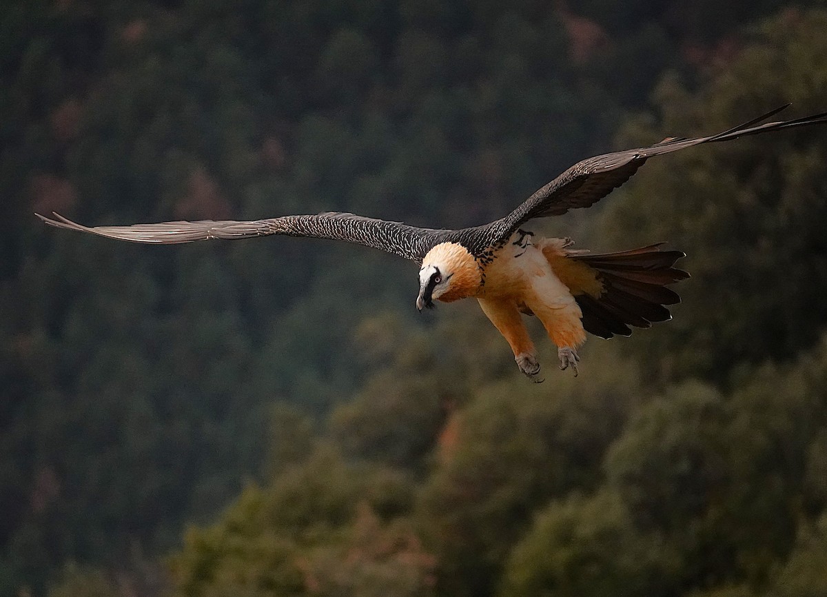 Bearded Vulture - ML647457291