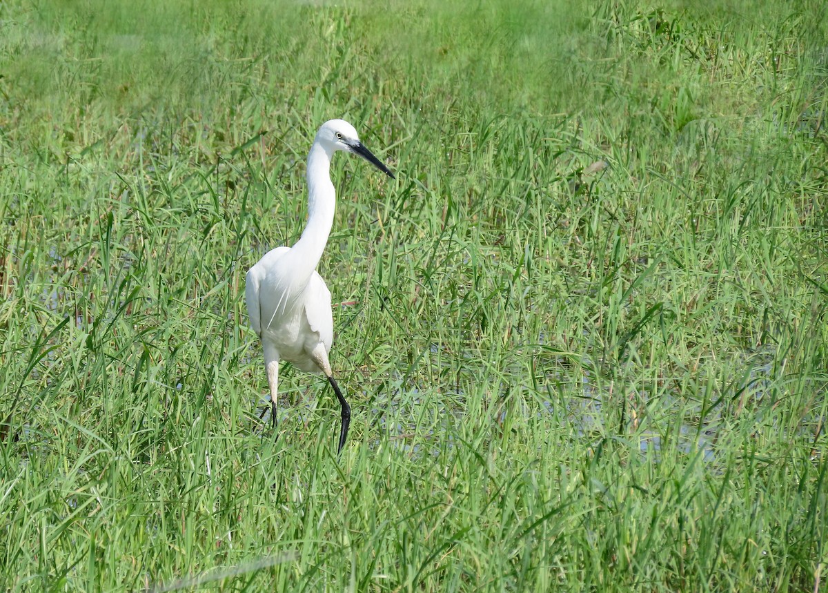 Little Egret - ML647457320