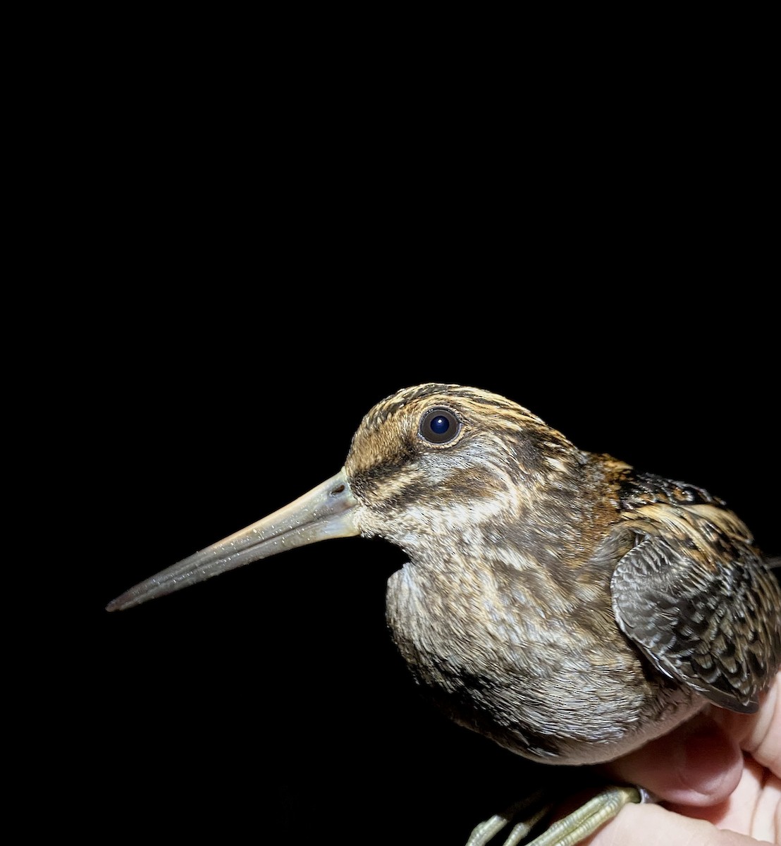 Agachadiza Chica - ML647457338