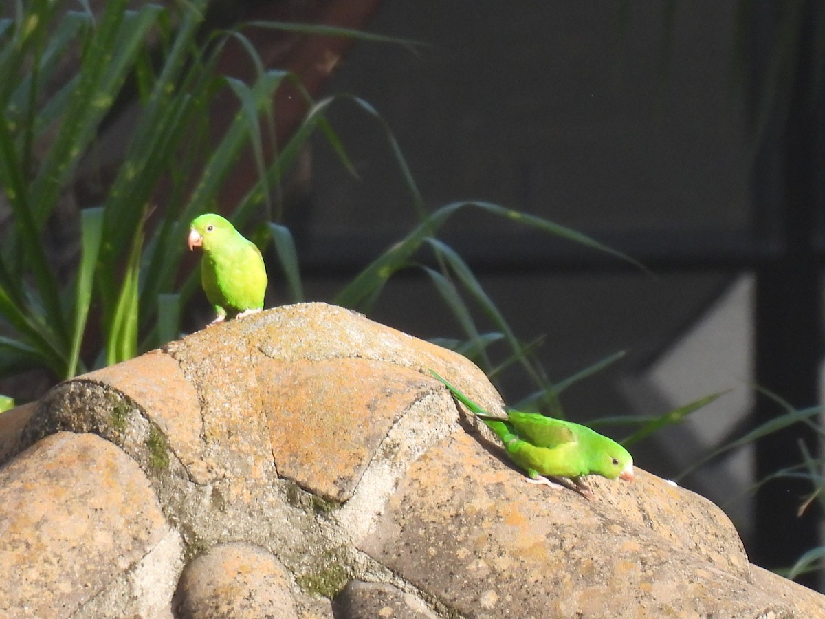 オナガミドリインコ - ML647457339