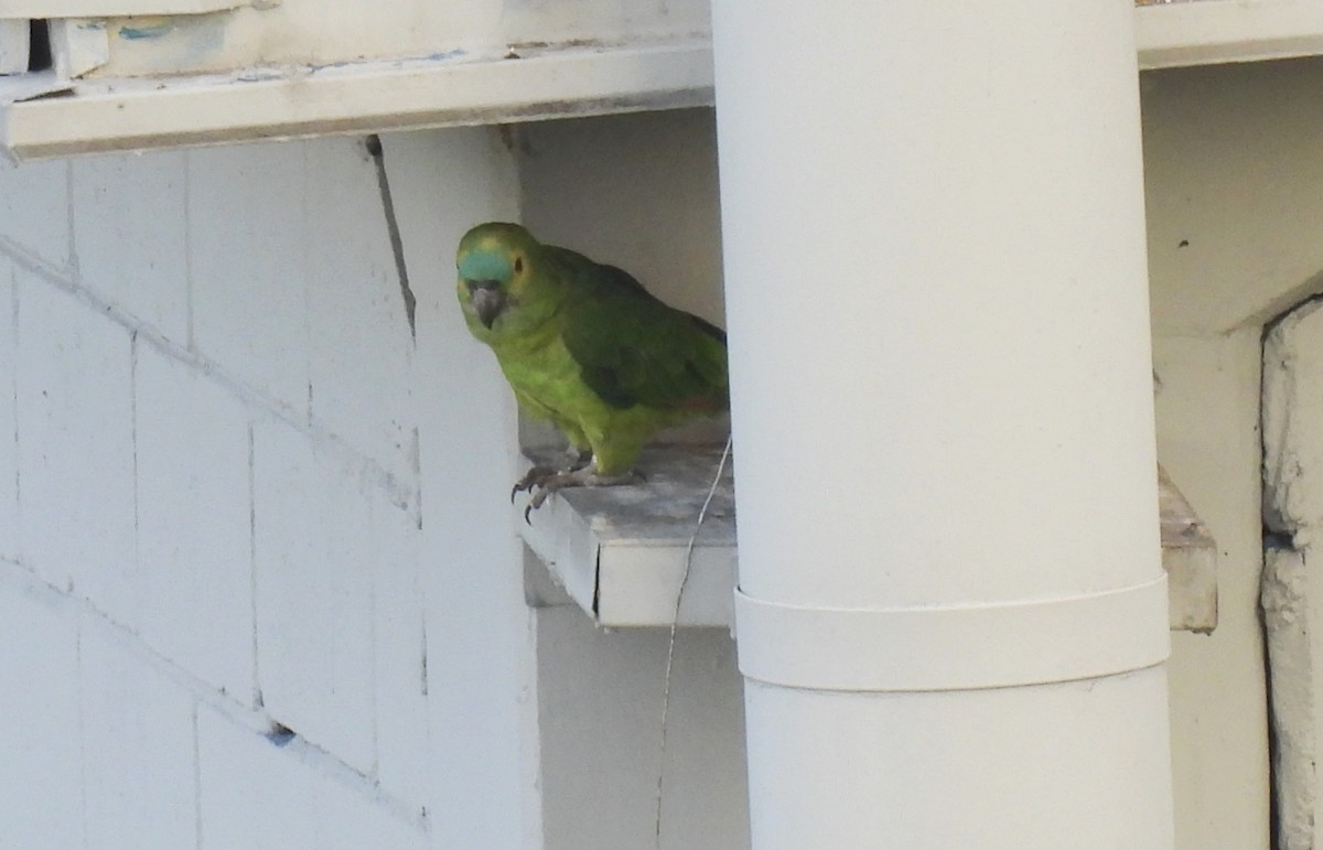 Turquoise-fronted Amazon - ML647457344