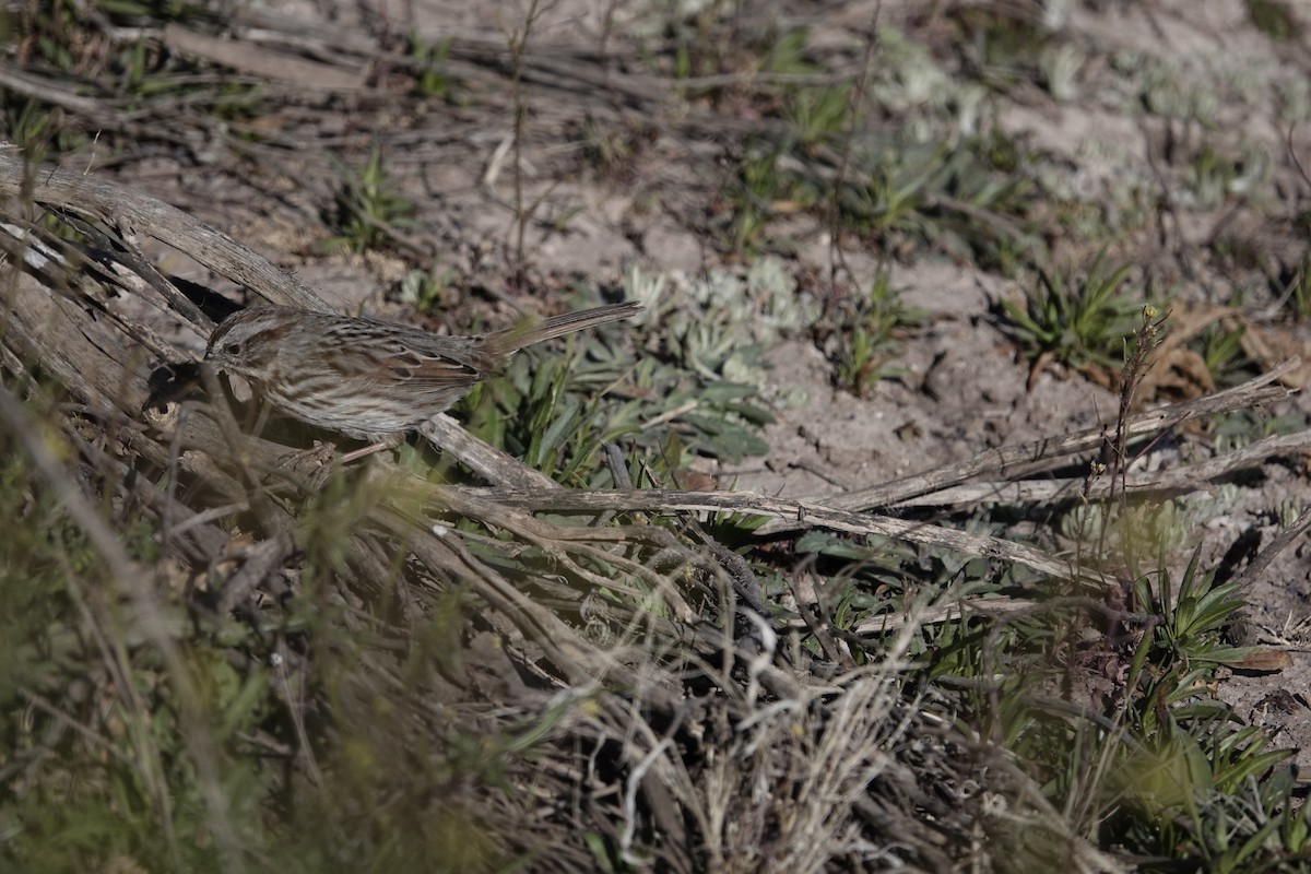 Lincoln's Sparrow - ML647457351
