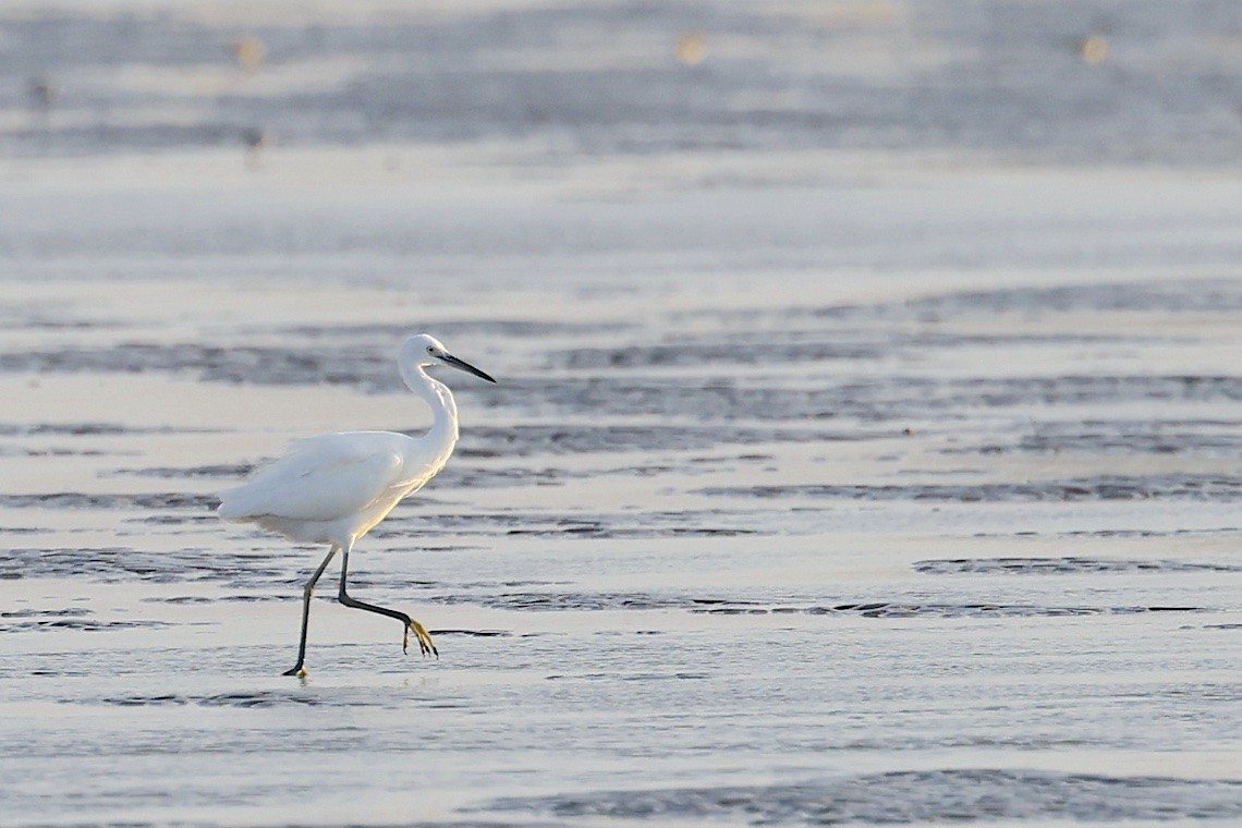Little Egret (Western) - ML647457357
