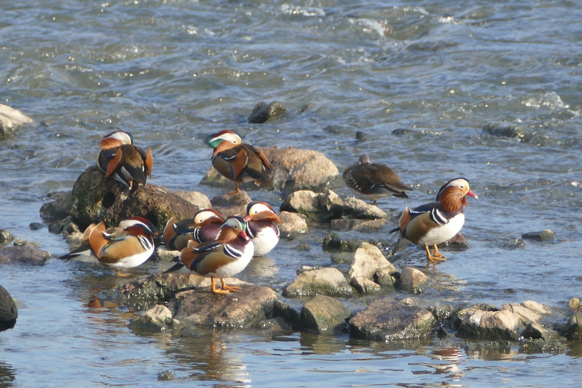 Мандаринка - ML647457359