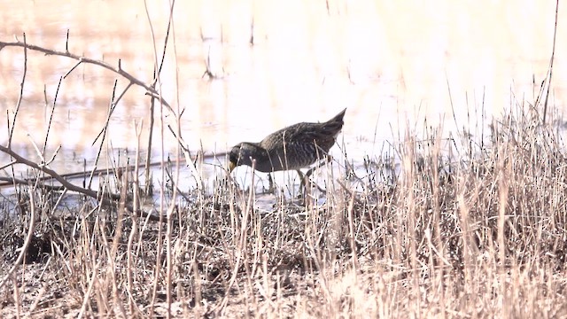 Погонич каролінський - ML647457364