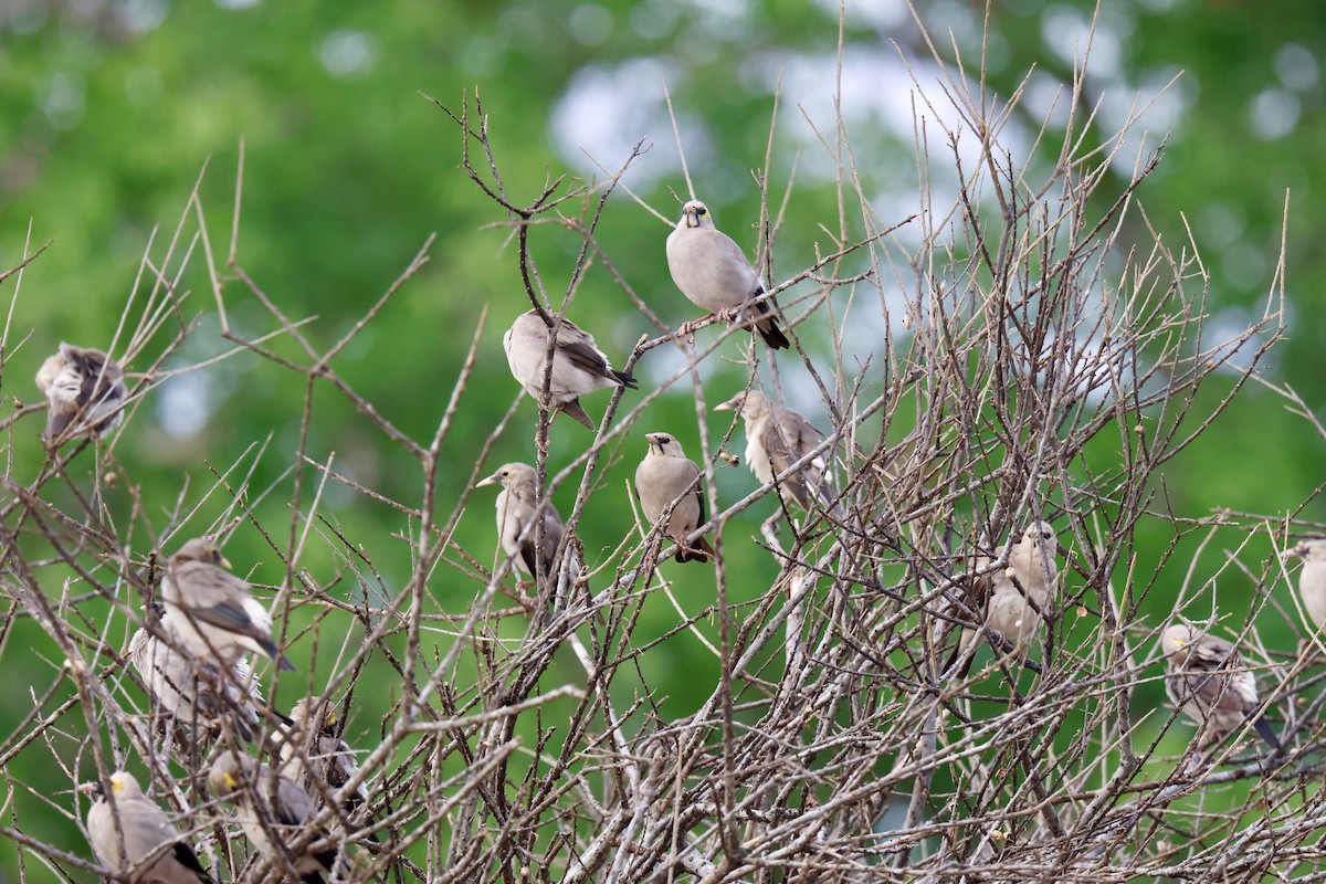 Бородатый скворец - ML647457373