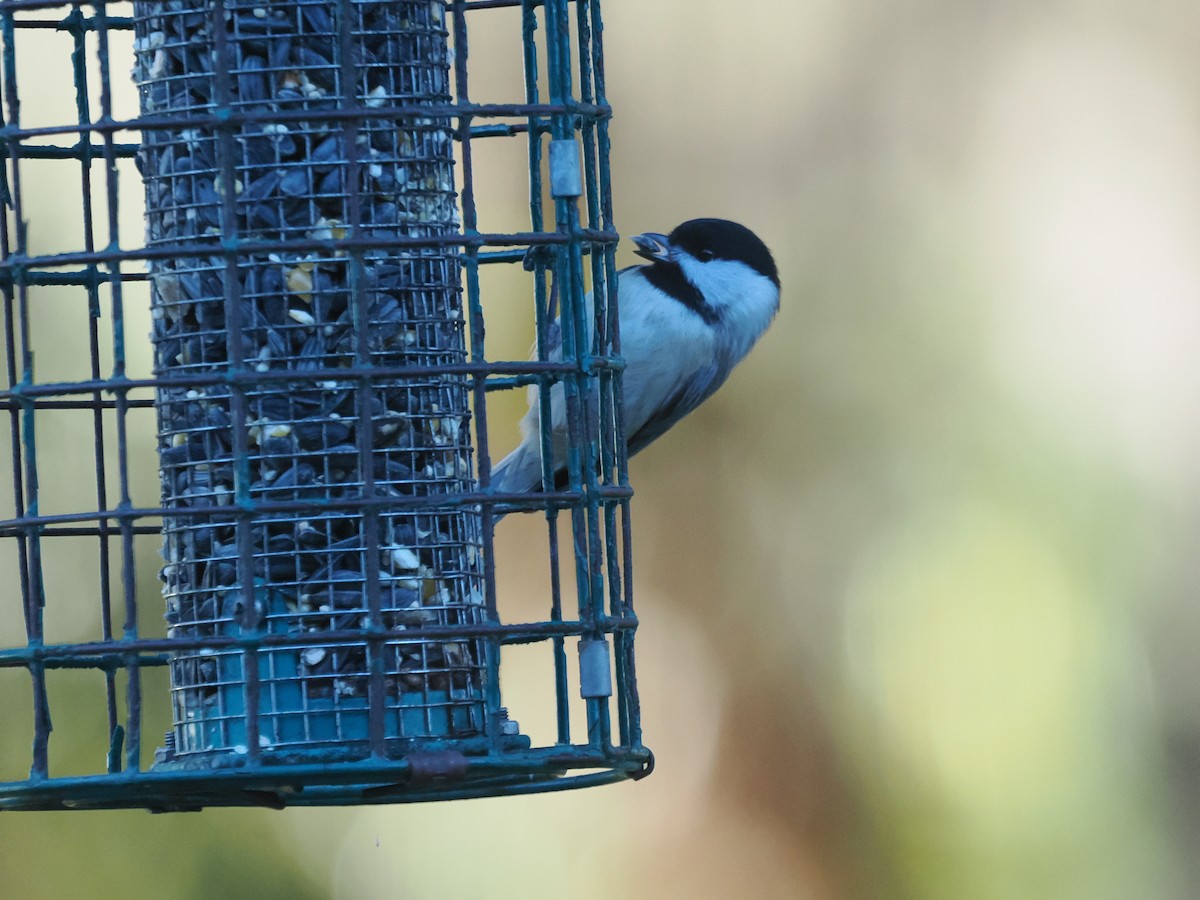 Carolina Chickadee - ML647457381