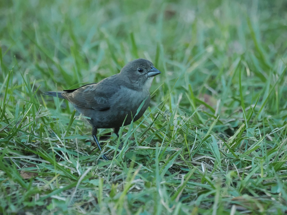 Brown-headed Cowbird - ML647457388