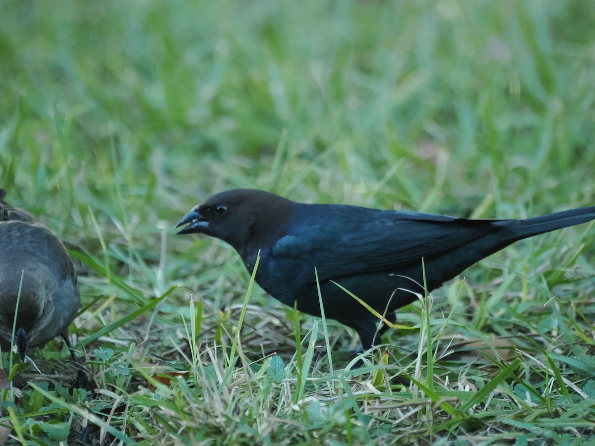 Brown-headed Cowbird - ML647457390