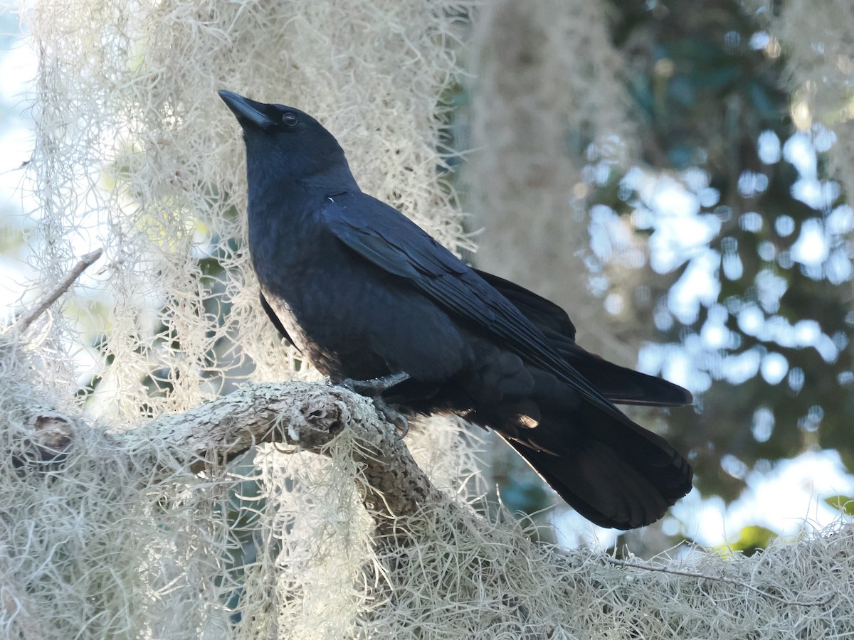 American Crow - ML647457396