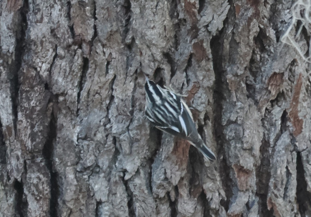 Black-and-white Warbler - ML647457398