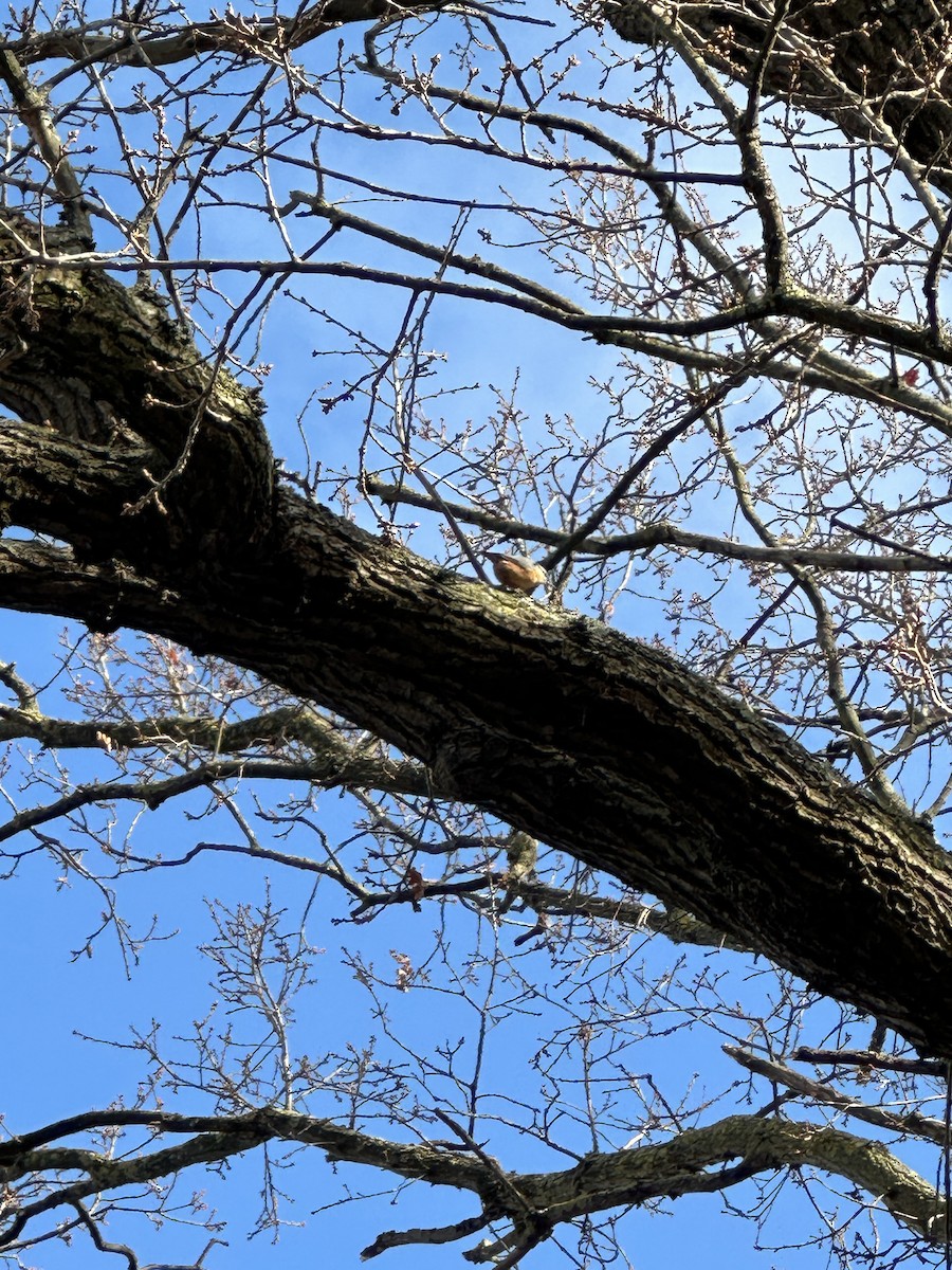 סיטה אירופית - ML647457399