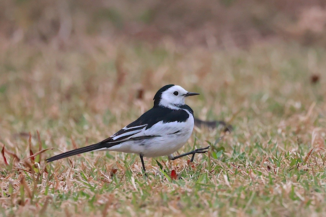 konipas bílý (ssp. leucopsis) - ML647457414