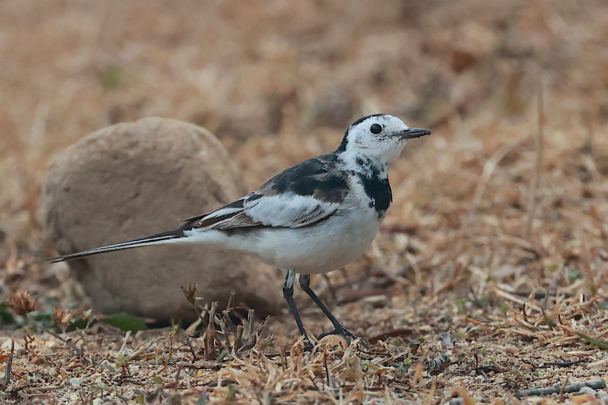 konipas bílý (ssp. leucopsis) - ML647457415