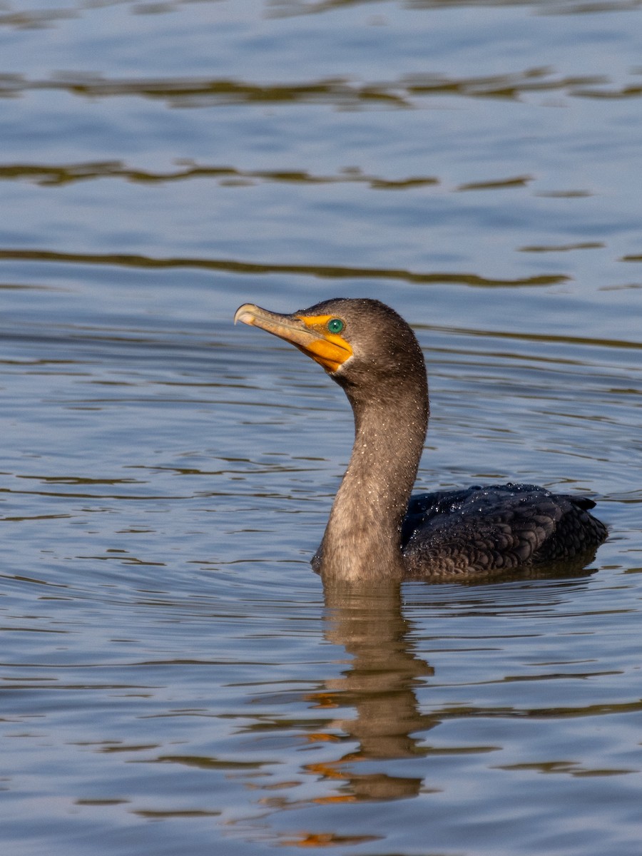 Ушастый баклан - ML647457423