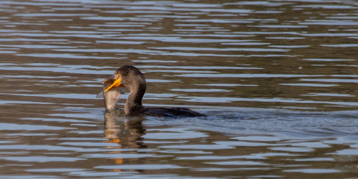 Ушастый баклан - ML647457424