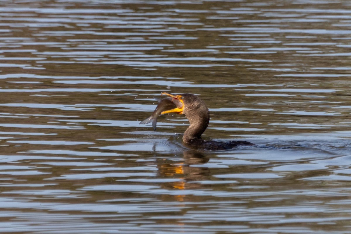 Ушастый баклан - ML647457425