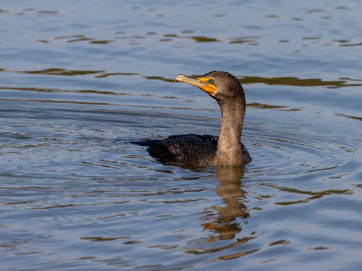 Ушастый баклан - ML647457427