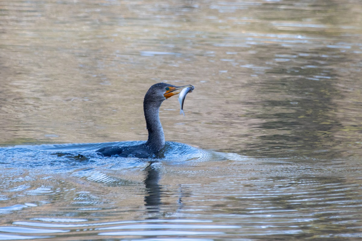 Ушастый баклан - ML647457428