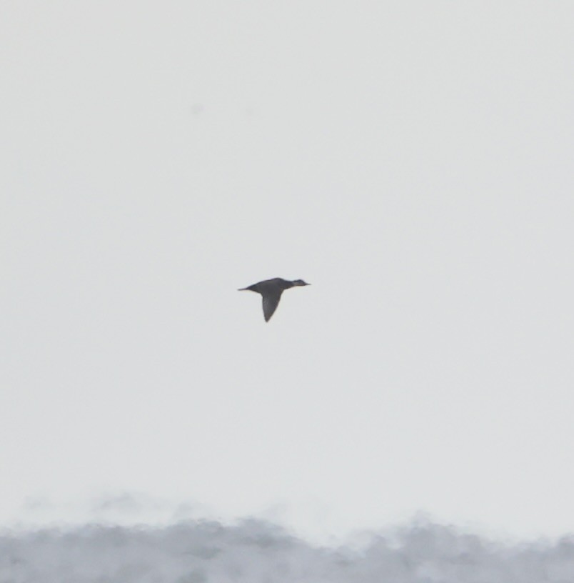 amerikasvartand - ML647457431