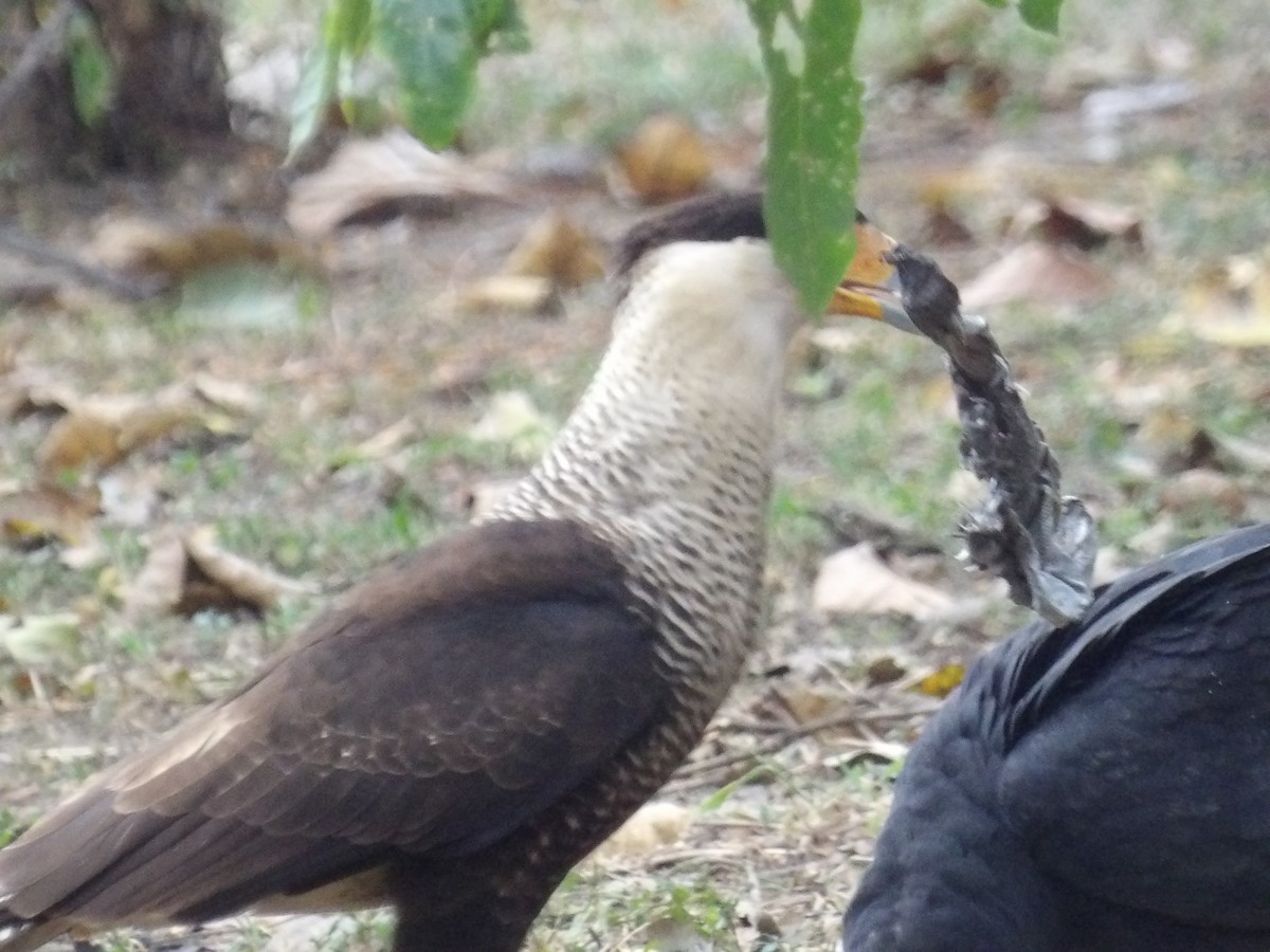 Crested Caracara (Northern) - ML647457438