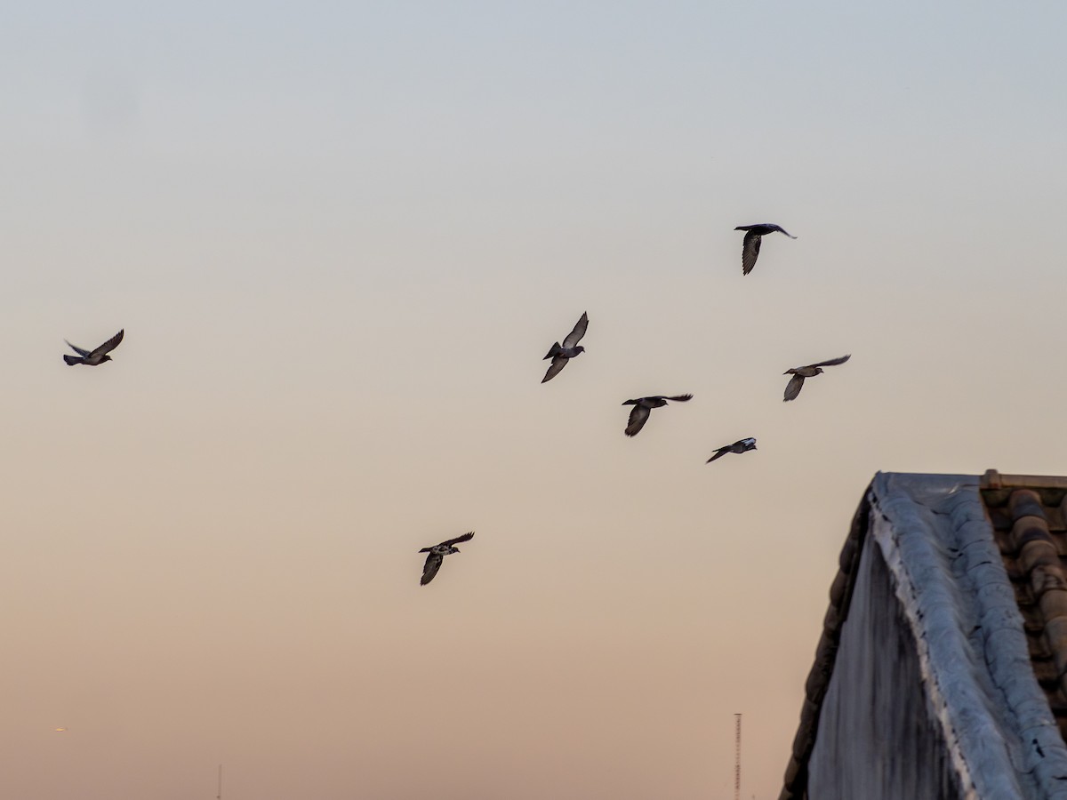 Kaya Güvercini (evcil tip) - ML647457441