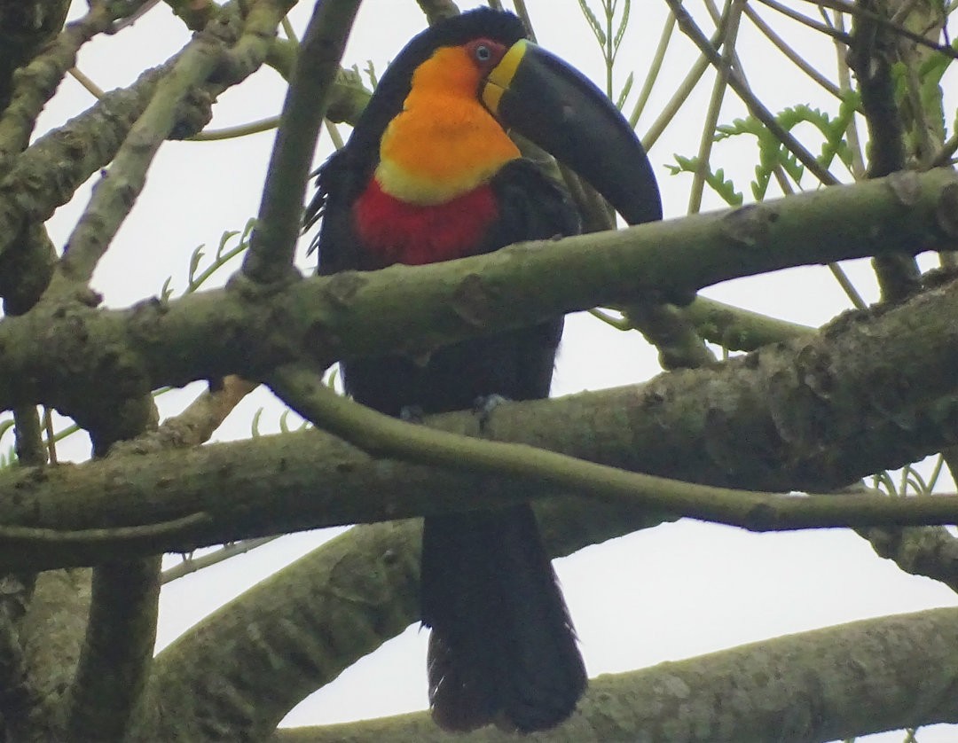 Channel-billed Toucan - ML647457447