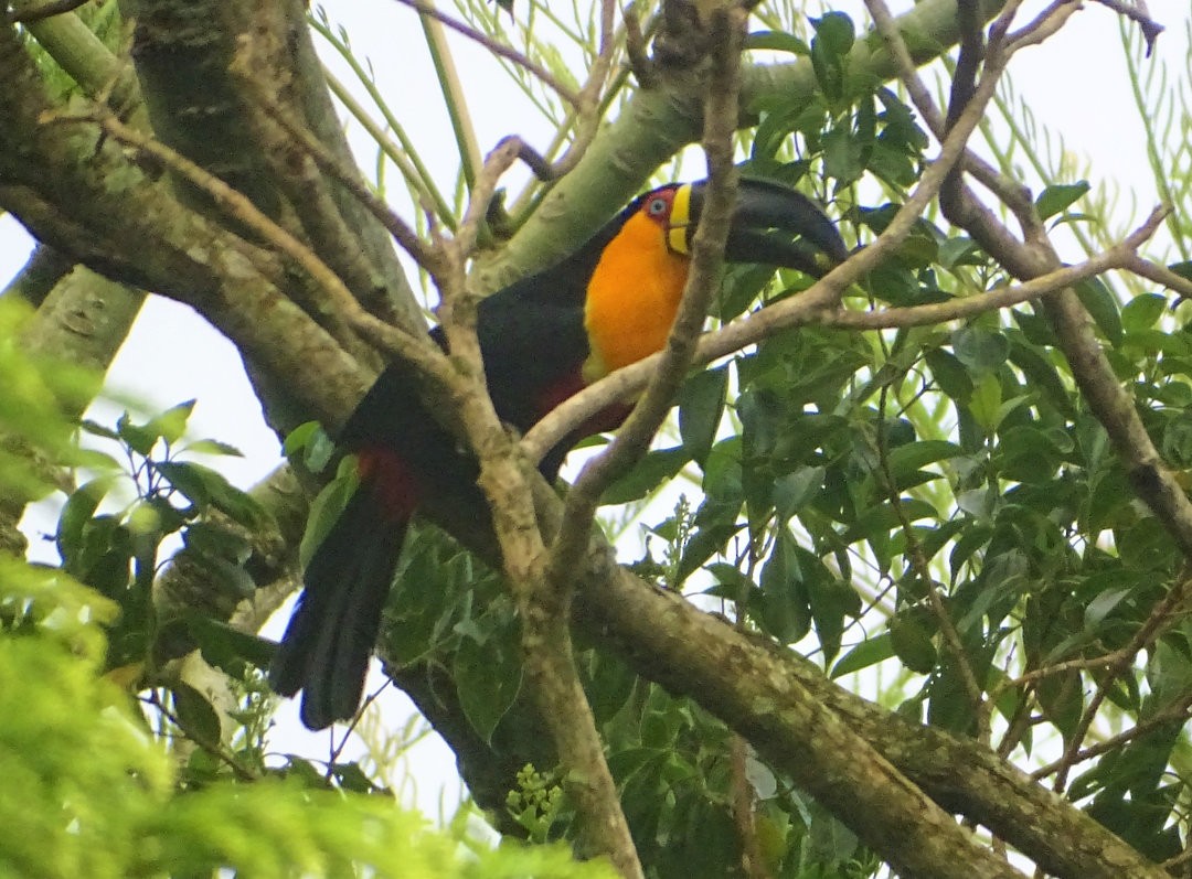 Channel-billed Toucan - ML647457448