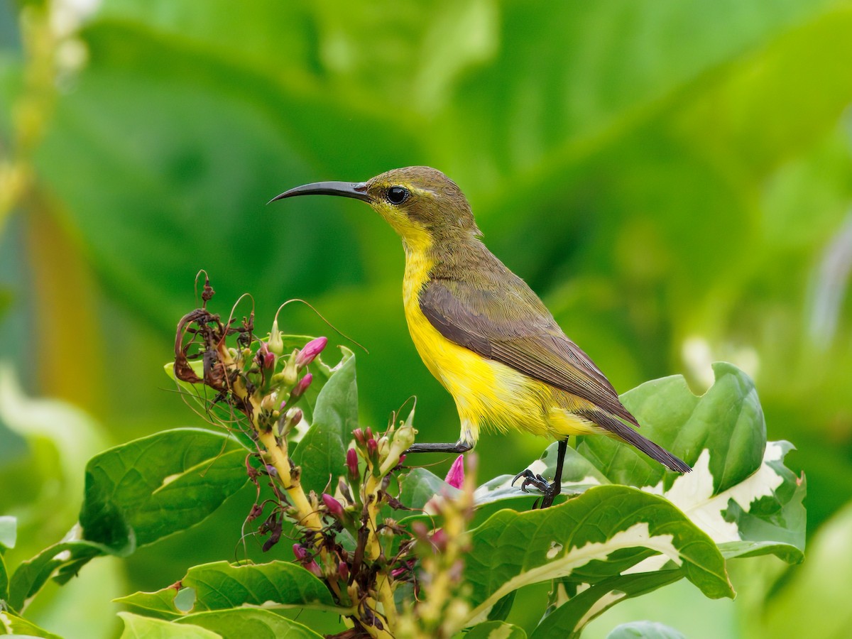 Sahul Sunbird - ML647457464