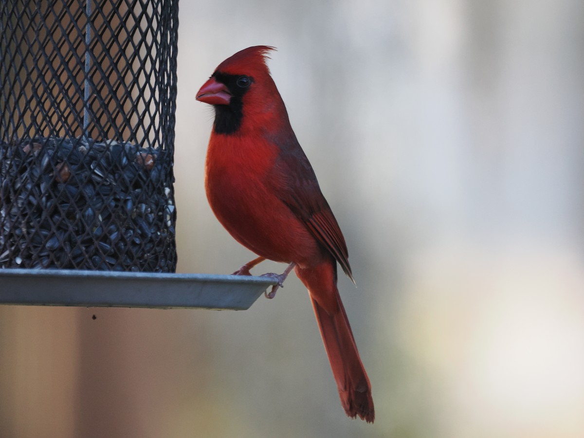 Northern Cardinal - ML647457488
