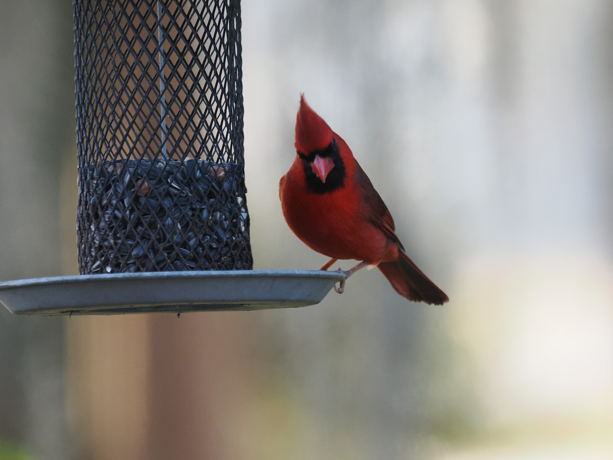 Northern Cardinal - ML647457490