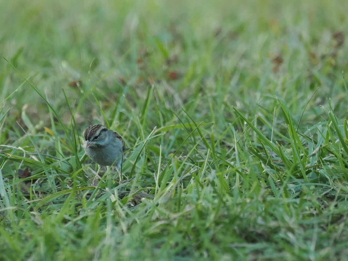 Chipping Sparrow - ML647457493