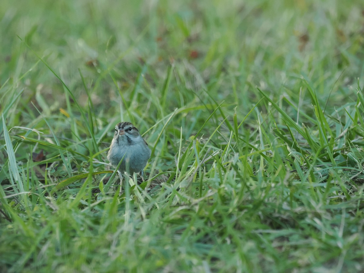 Chipping Sparrow - ML647457494