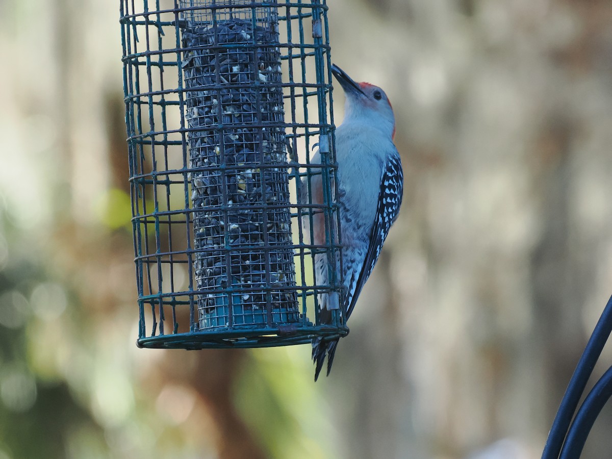 Red-bellied Woodpecker - ML647457495