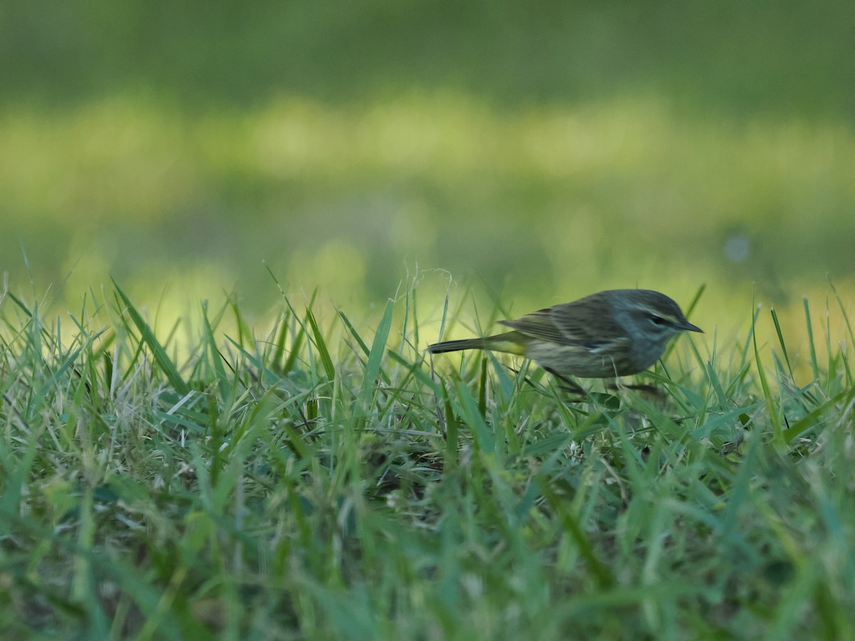 Palm Warbler (Western) - ML647457496