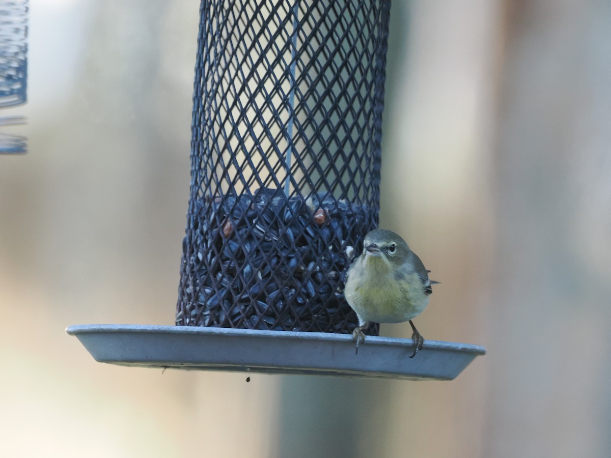 Pine Warbler - ML647457501