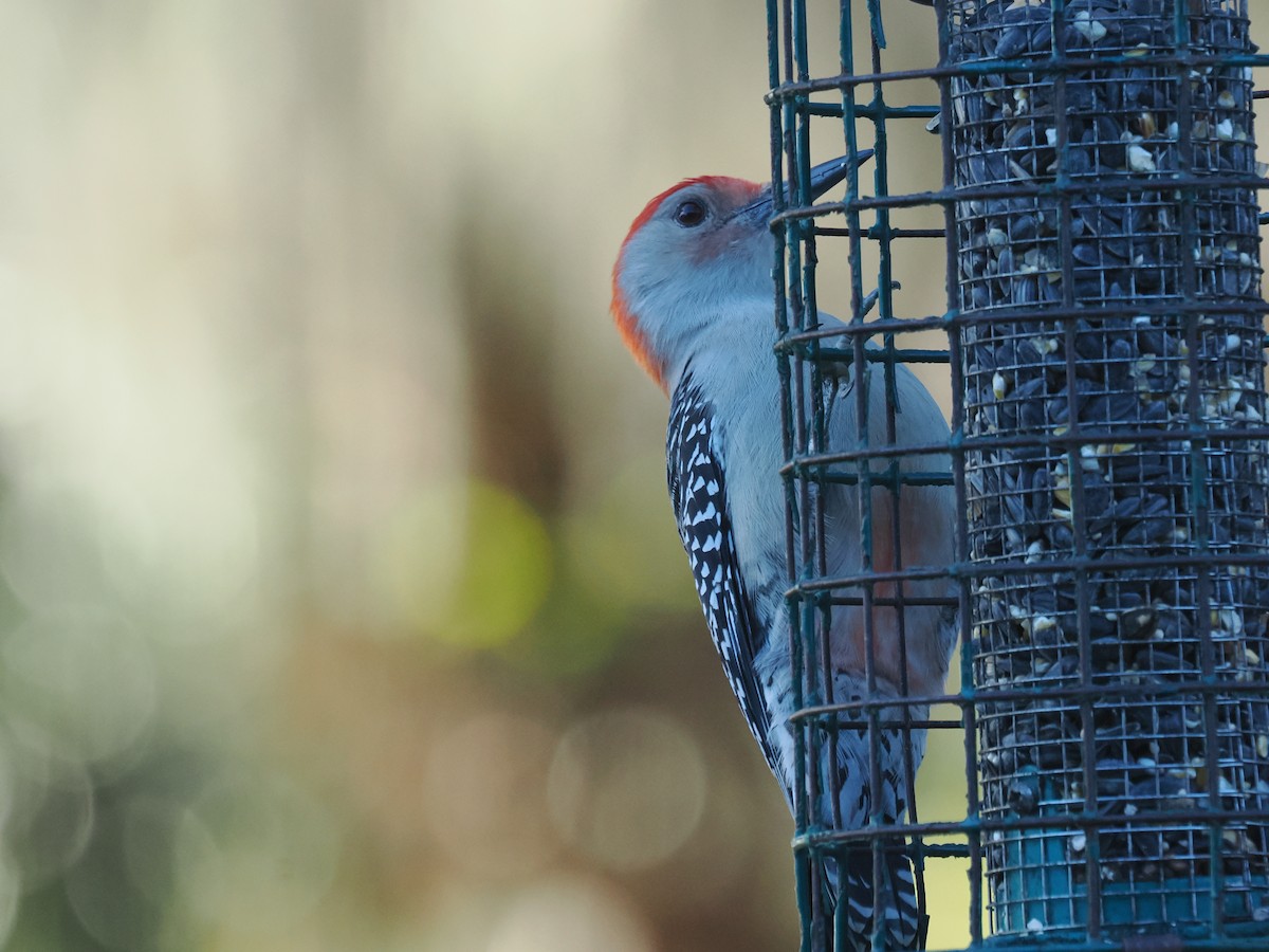 Red-bellied Woodpecker - ML647457503