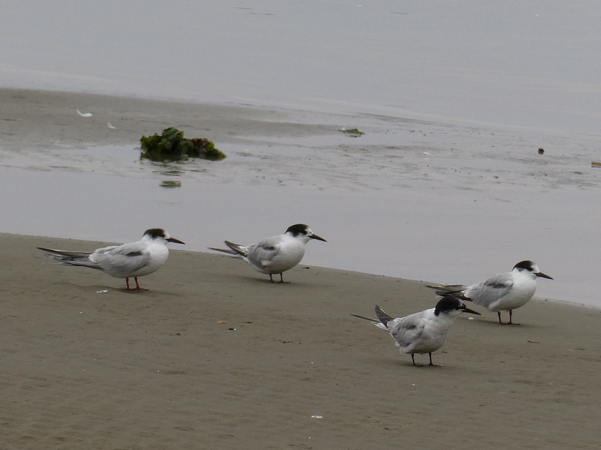 Common Tern - ML647457504