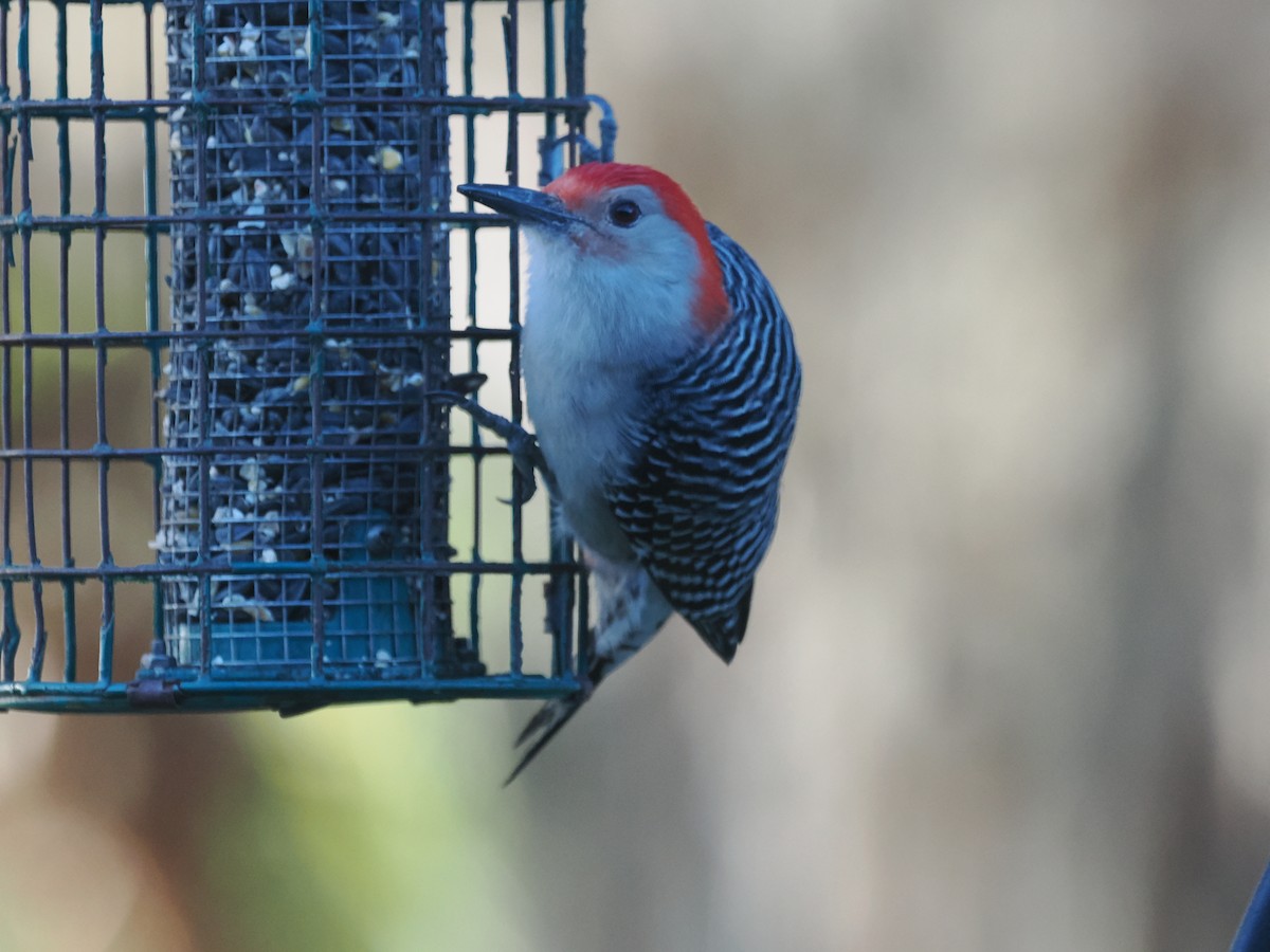 Red-bellied Woodpecker - ML647457505