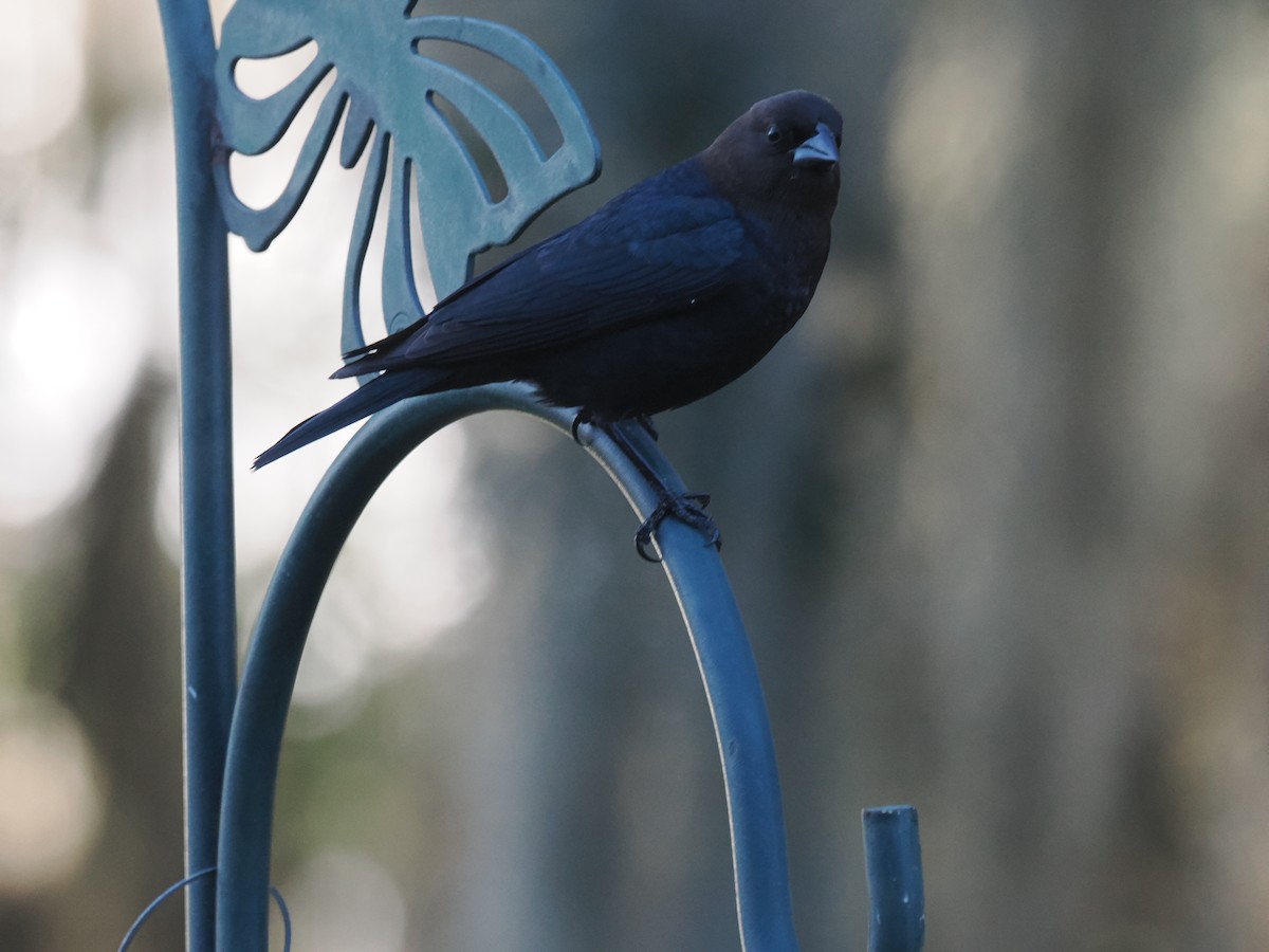 Boz Başlı İnekkuşu - ML647457513